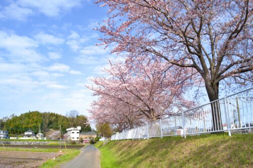 茨城県桜川市のイメージ